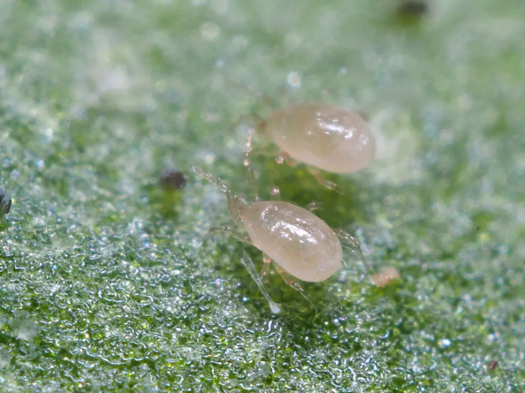A. swirskii